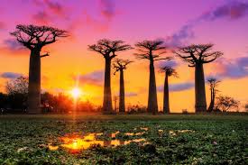 Baobab